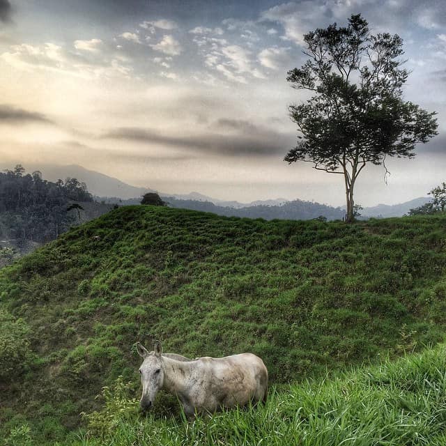 Horse in the Sierra Nevada Mountains - Lost City Trek, Colombia
