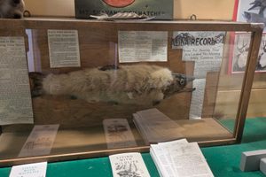 The Salida Fur-Bearing Trout