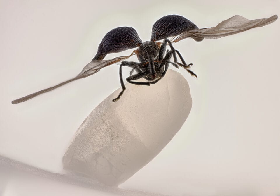 Rice weevil (Sitophilus oryzae) on a grain of rice
