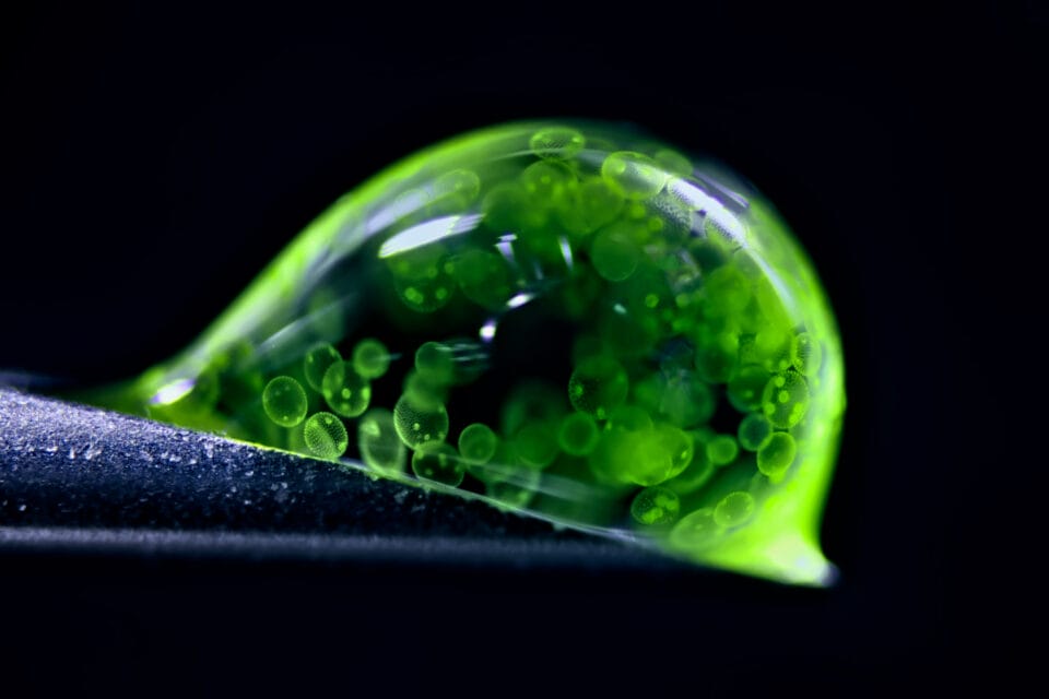 Colonial algae (Volvox) spheres in a drop of water.
