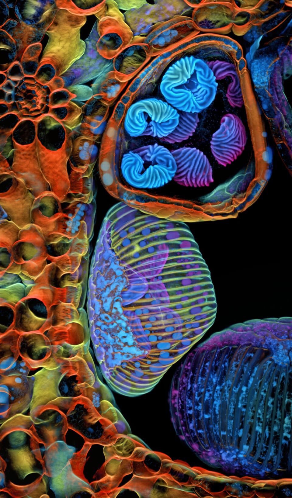 Spores (blue/purple structures) of a small tropical fern (Ceratopteris richardii)