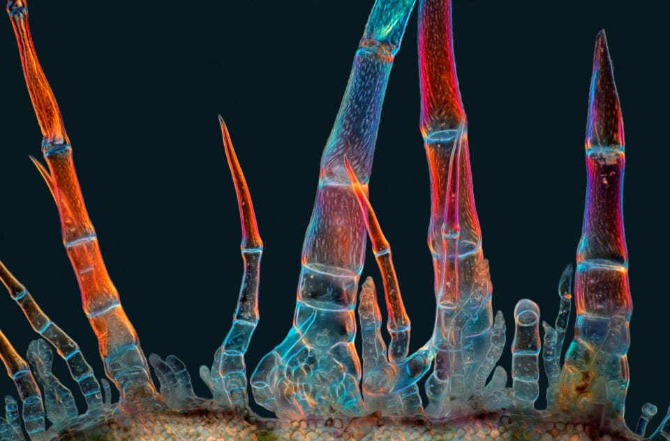 Sunflower trichomes (hair-like plant outgrowths)