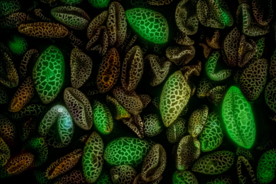 Lily flower pollen (autofluorescence)
