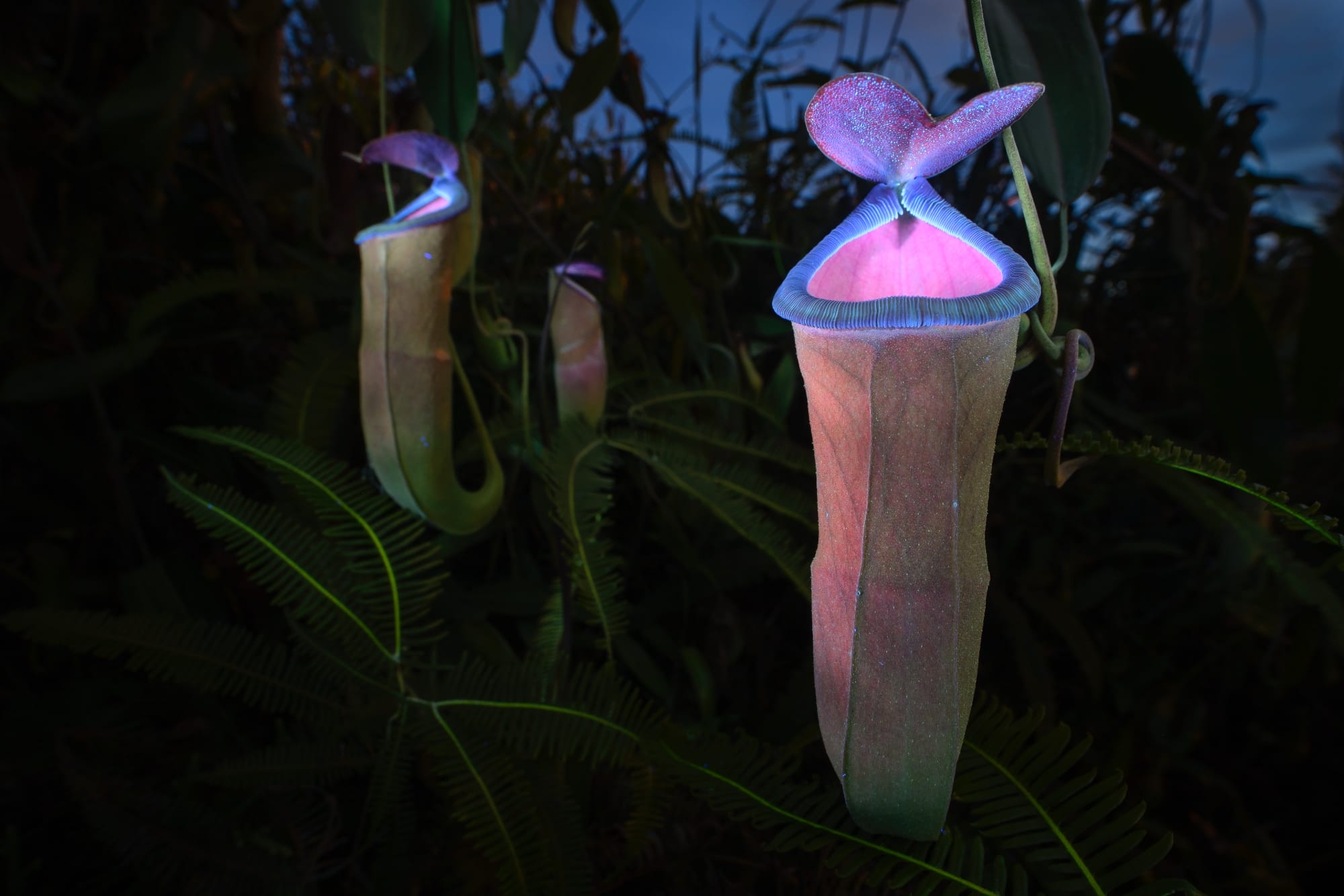 a photo by Chien Lee of fluorescent insect-attracting pitcher plants