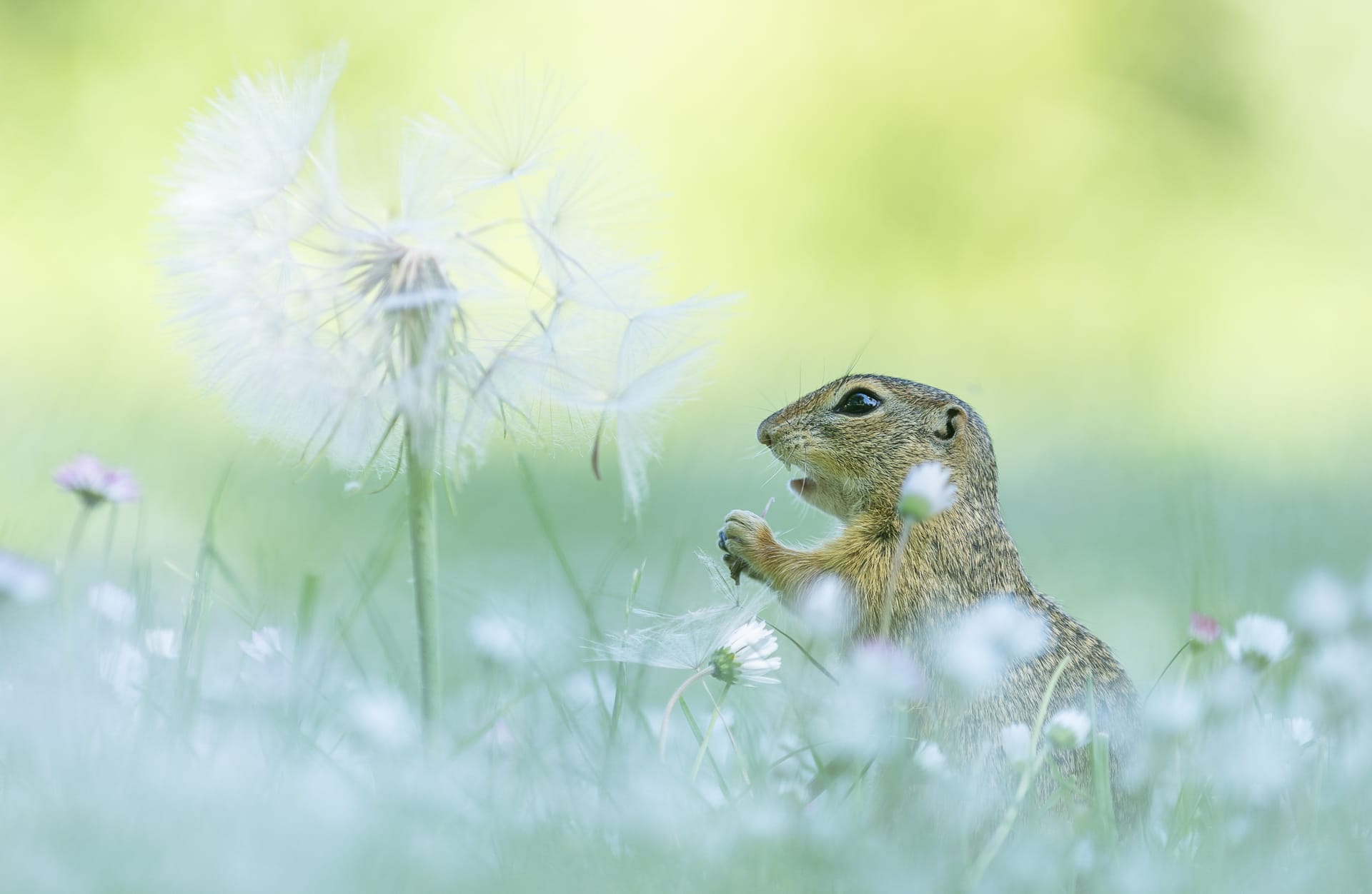 a photo by Frensis Kuijer of a small groundsquirrel next to a dandelion puffball