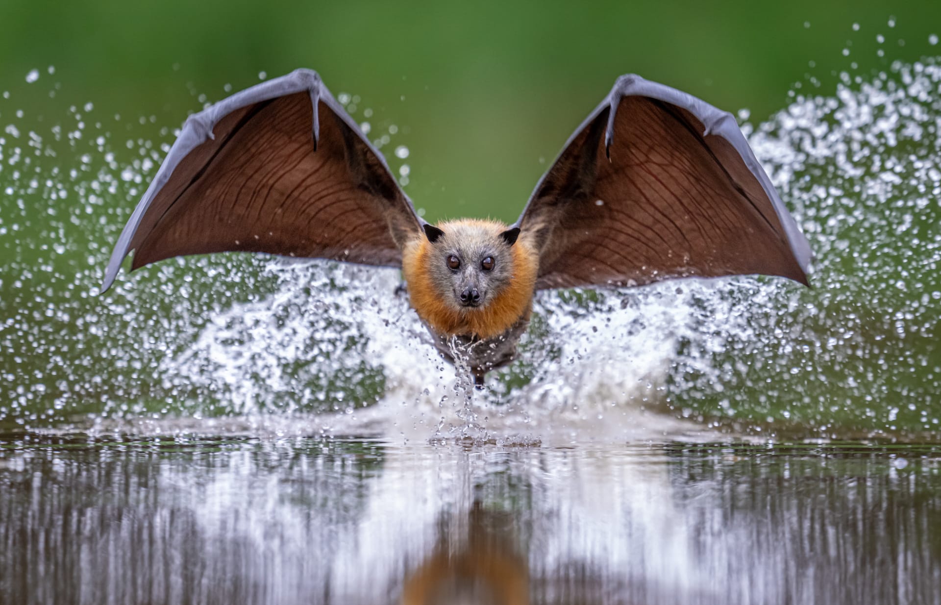 A Grey-headed Flying-fox (Pteropus poliocephalus) makes a high-speed belly-dip in a pool of water.