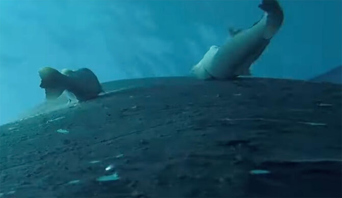 POV of a remora attached to a humpback whale